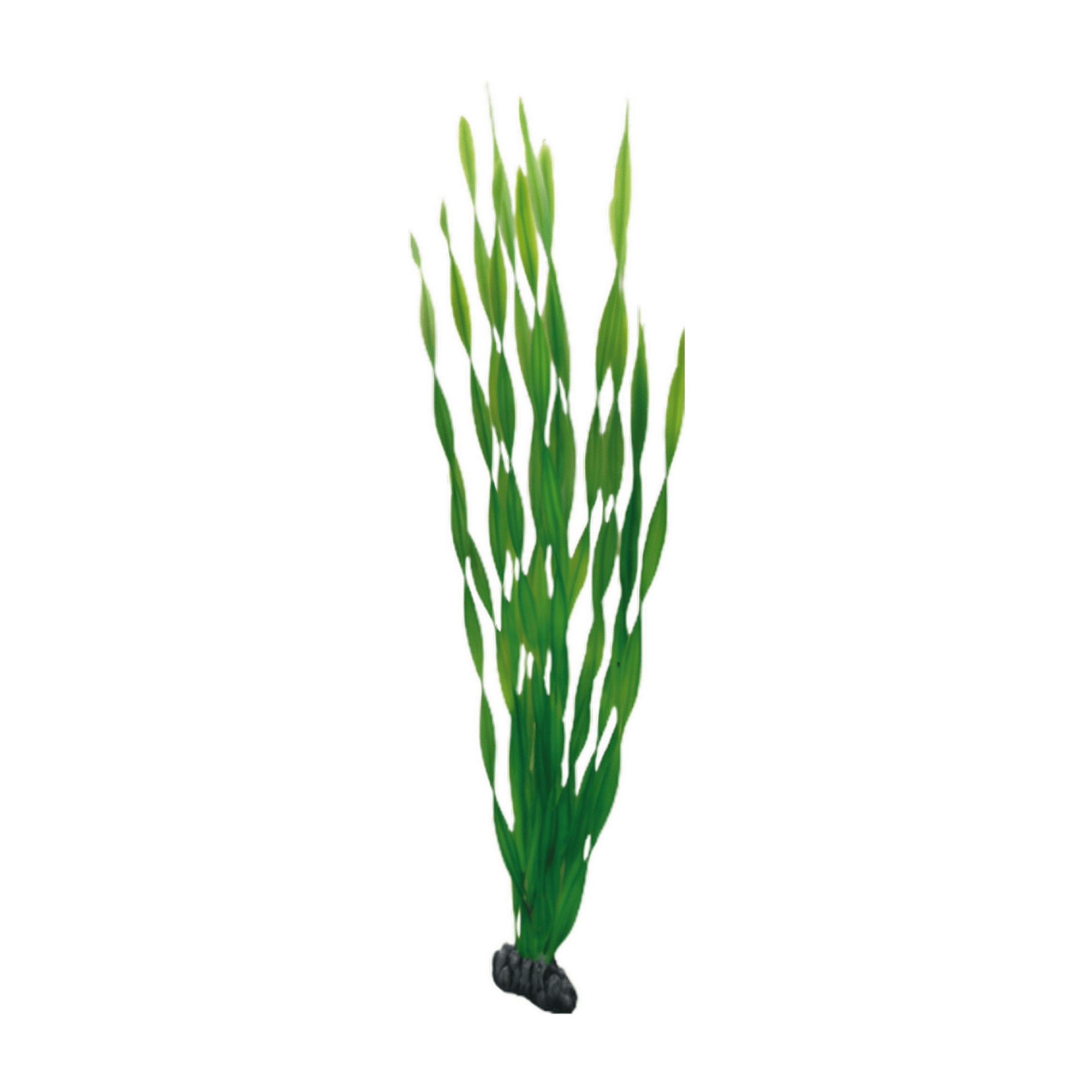 Hobby Plant Vallisneria 60cm