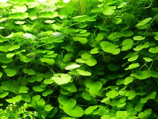 Hydrocotyle Leucocephala
