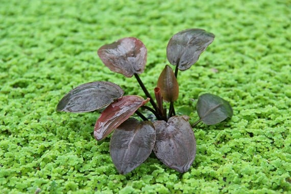 Lagenandra Meeboldii red