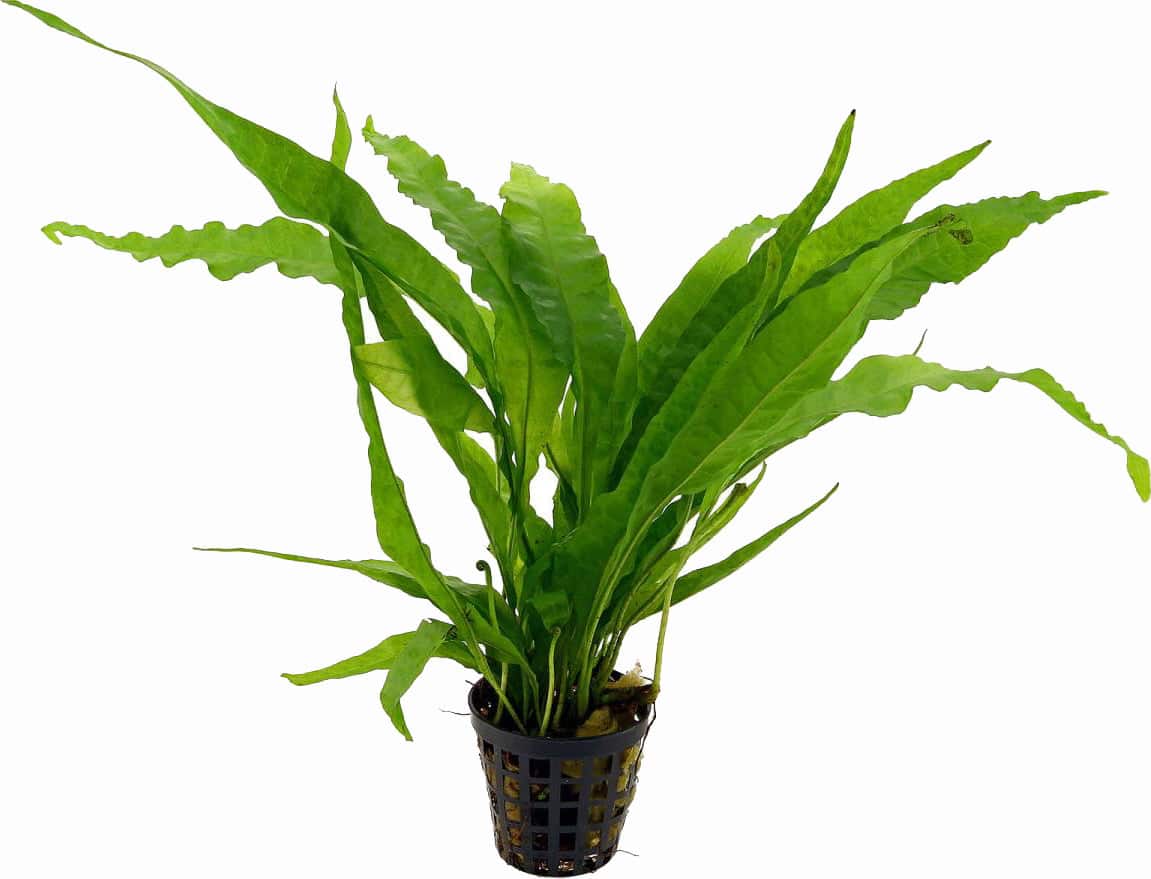 Microsorum Pteropus