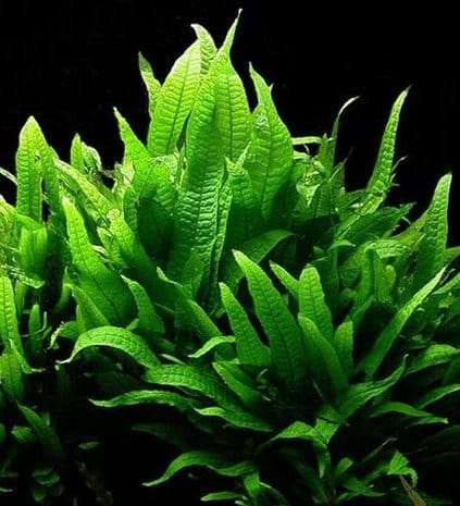 Microsorum Pteropus MP