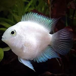 Platinum Parrot