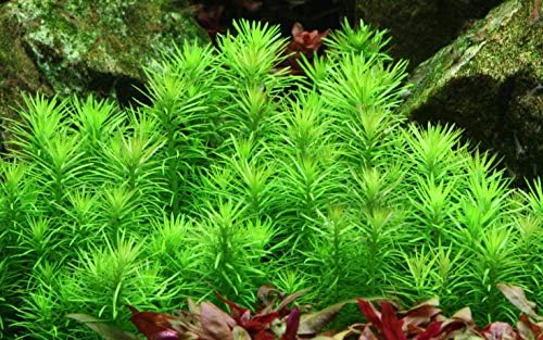 Pogostemon Erectus