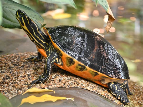 Pseudemys Nelsoni