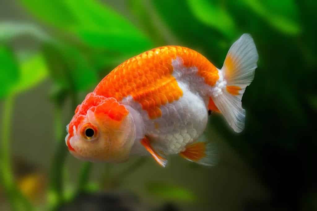 ranchu mix 8-10cm