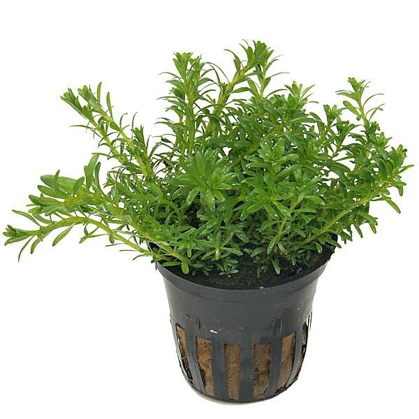 Rotala Bossii