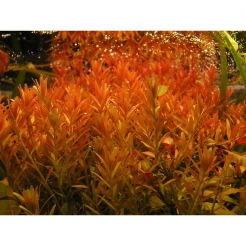 Rotala "Orange Juice"
