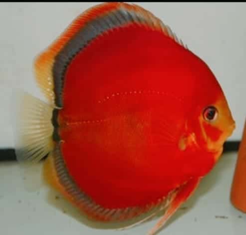 Symphysodon Aequifasciatus