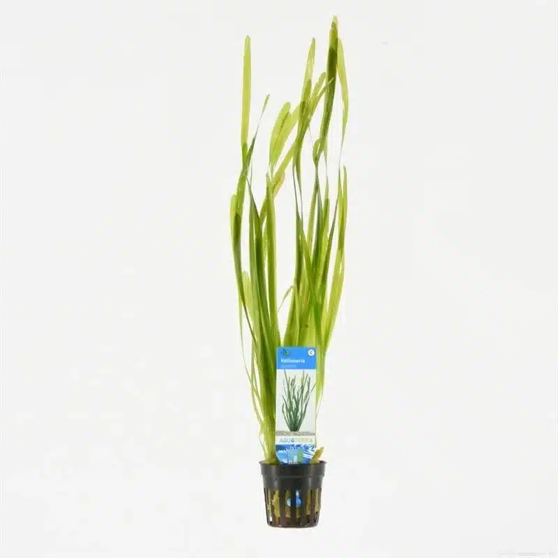 Vallisneria Spiralis