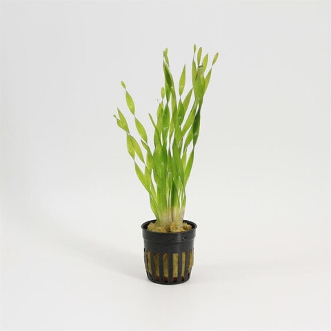 Vallisneria Torta