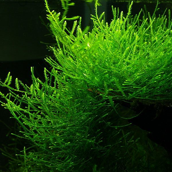 Vesicularia Dubyana