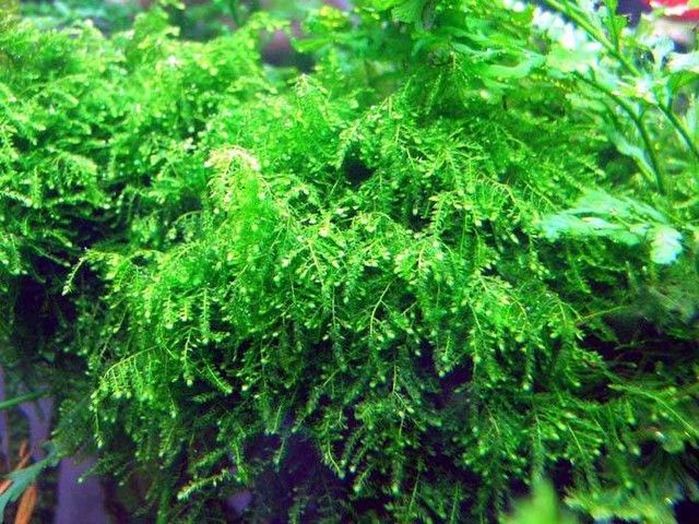 Vesicularia ferriei